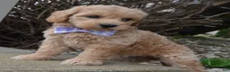 Mini Goldendoodle dogs for sale: Mini Ginger - Ad 2