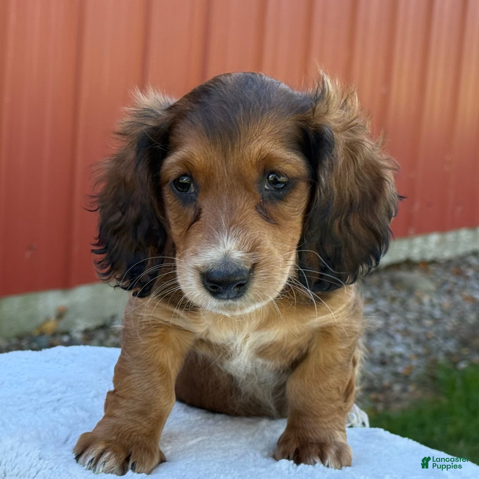 Miniature Dachshund dogs for sale: Nash - Ad 1