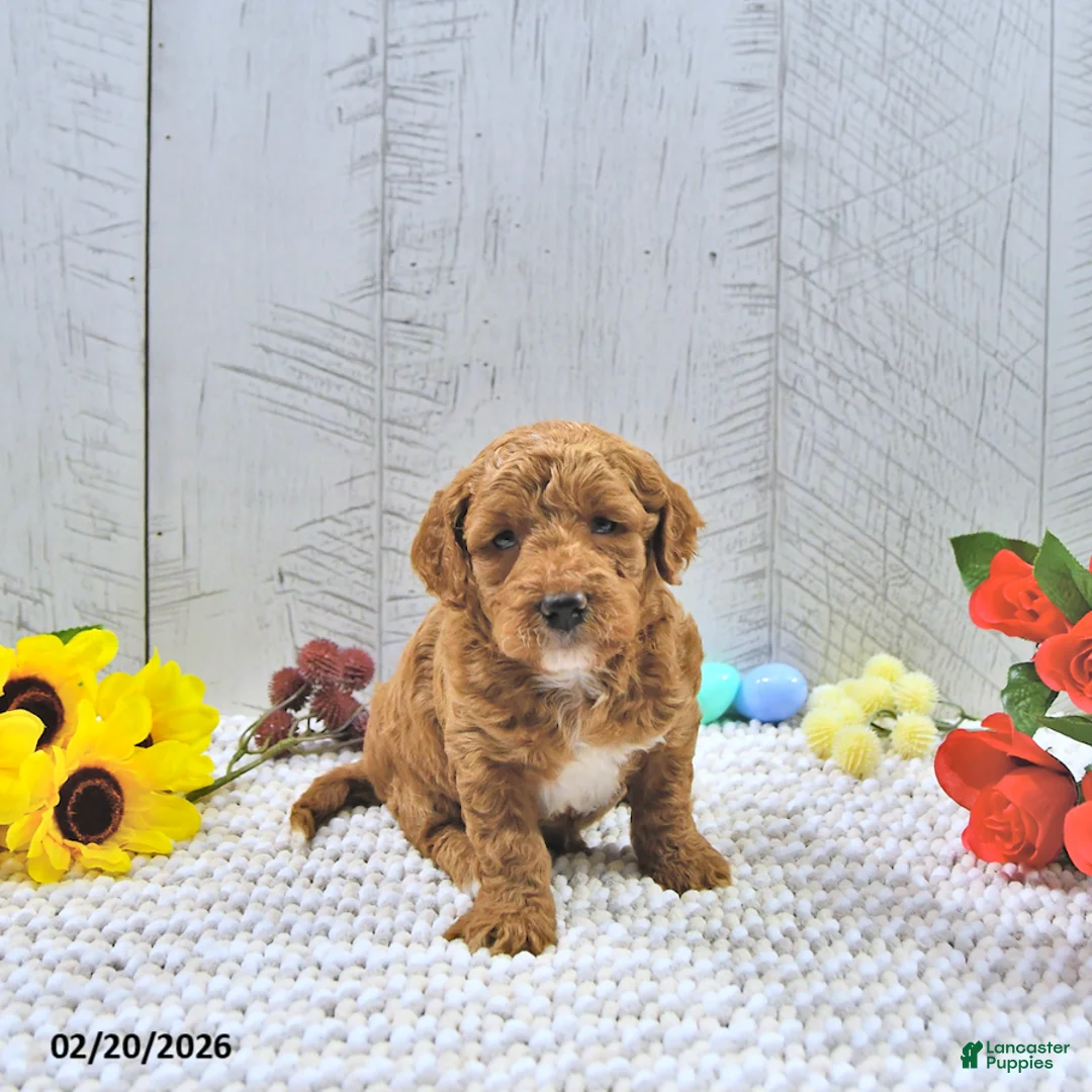 Mini Goldendoodle dogs for sale: Alli - Ad 3