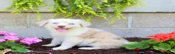 Australian Shepherd dogs for sale: Treva - Ad 5
