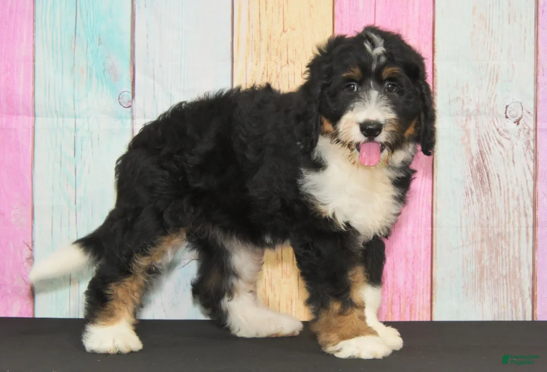 Bernedoodle dogs for sale: Bernedoodle 4 - Ad 1