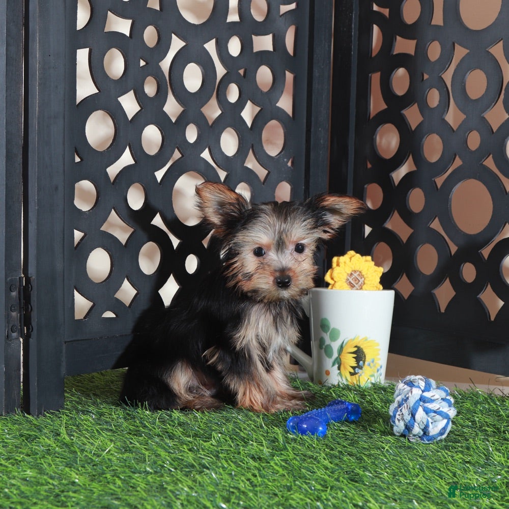 Yorkshire Terrier dogs Brutus Adorable ACA Teacup Yorkie  - Ad 1