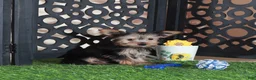 Yorkshire Terrier dogs for sale: Brutus Adorable ACA Teacup Yorkie  - Ad 1