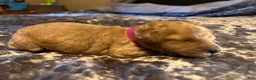 Cavapoo dogs for sale: Cavapoo 6 Hot Pink Collar - Ad 2