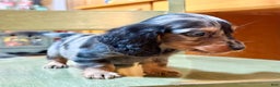 Dachshund dogs for sale: Standard black and tan dapple - Ad 6