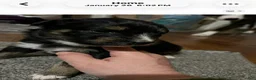 Australian Shepherd dogs for sale: Australian Shepherd 1 - Ad 1