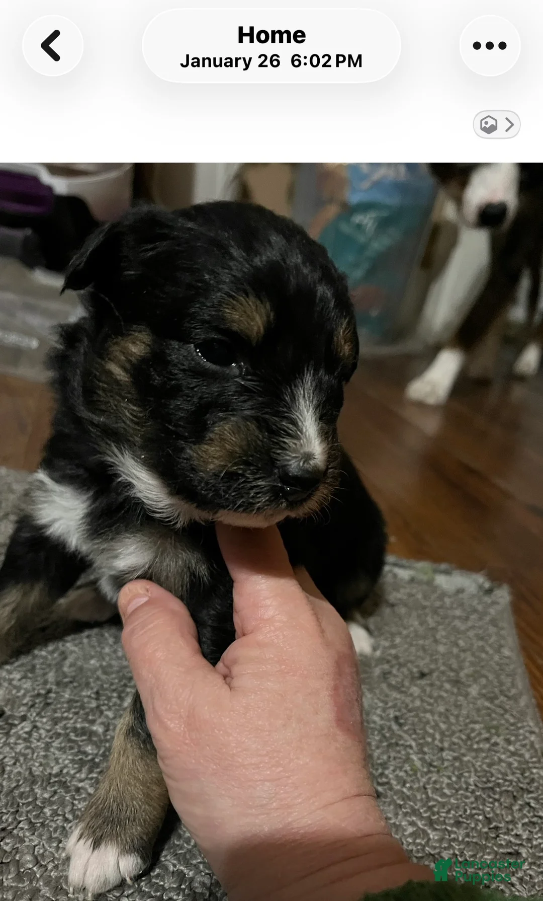 Australian Shepherd dogs for sale: Australian Shepherd 1 - Ad 1