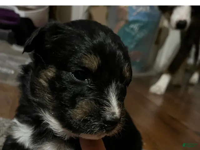 Australian Shepherd dogs for sale: Australian Shepherd 1 - Ad 1