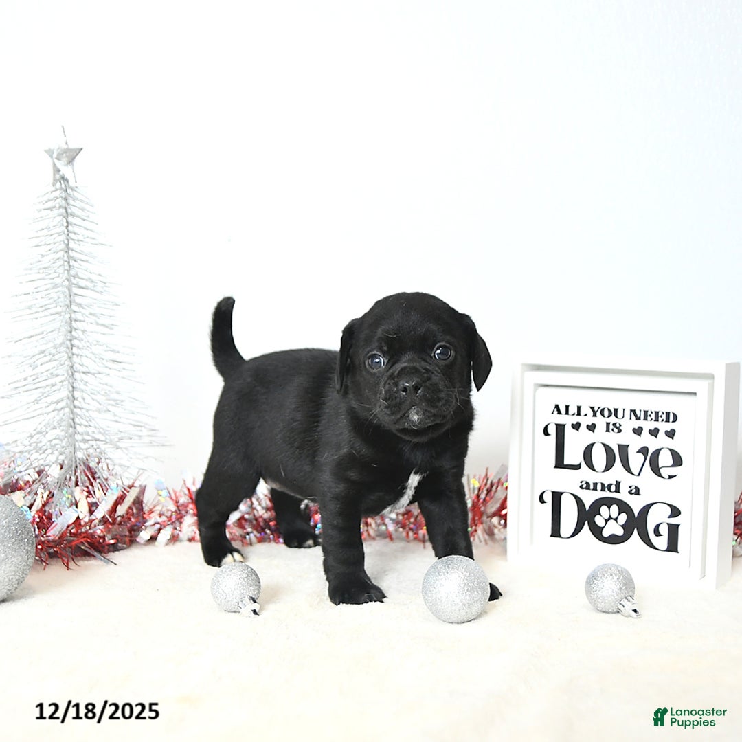 Puggle dogs for sale: Gracie - Ad 3