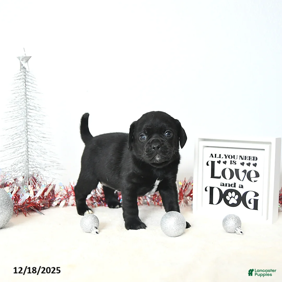 Puggle dogs for sale: Gracie - Ad 8