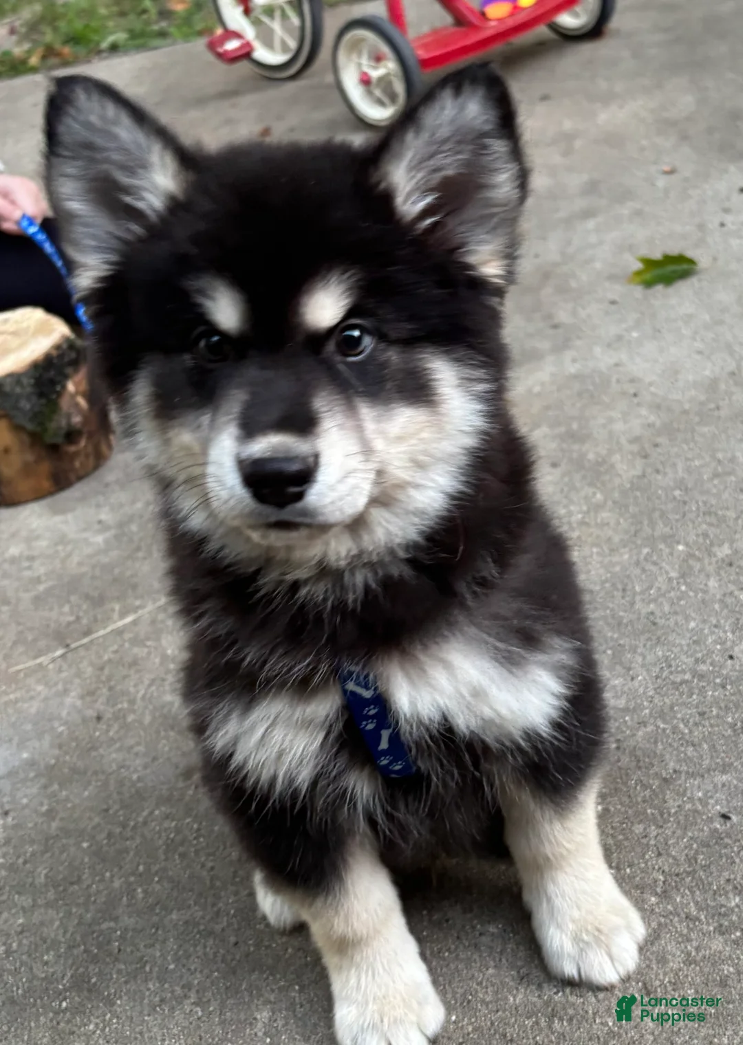 Mixed Breed dogs for sale: Jasper - Ad 2