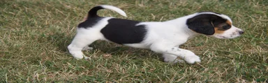 Mixed Breed 2