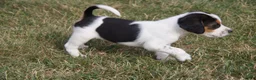 Mixed Breed dogs for sale: Mixed Breed 2 - Ad 1