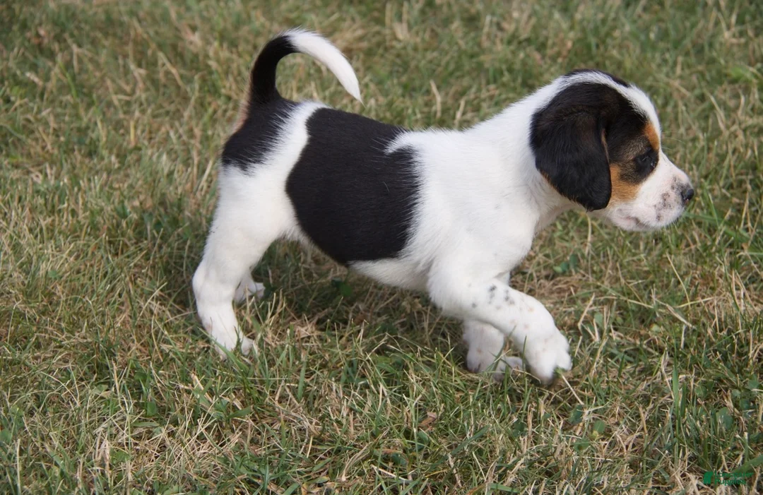 Mixed Breed dogs for sale: Mixed Breed 2 - Ad 1