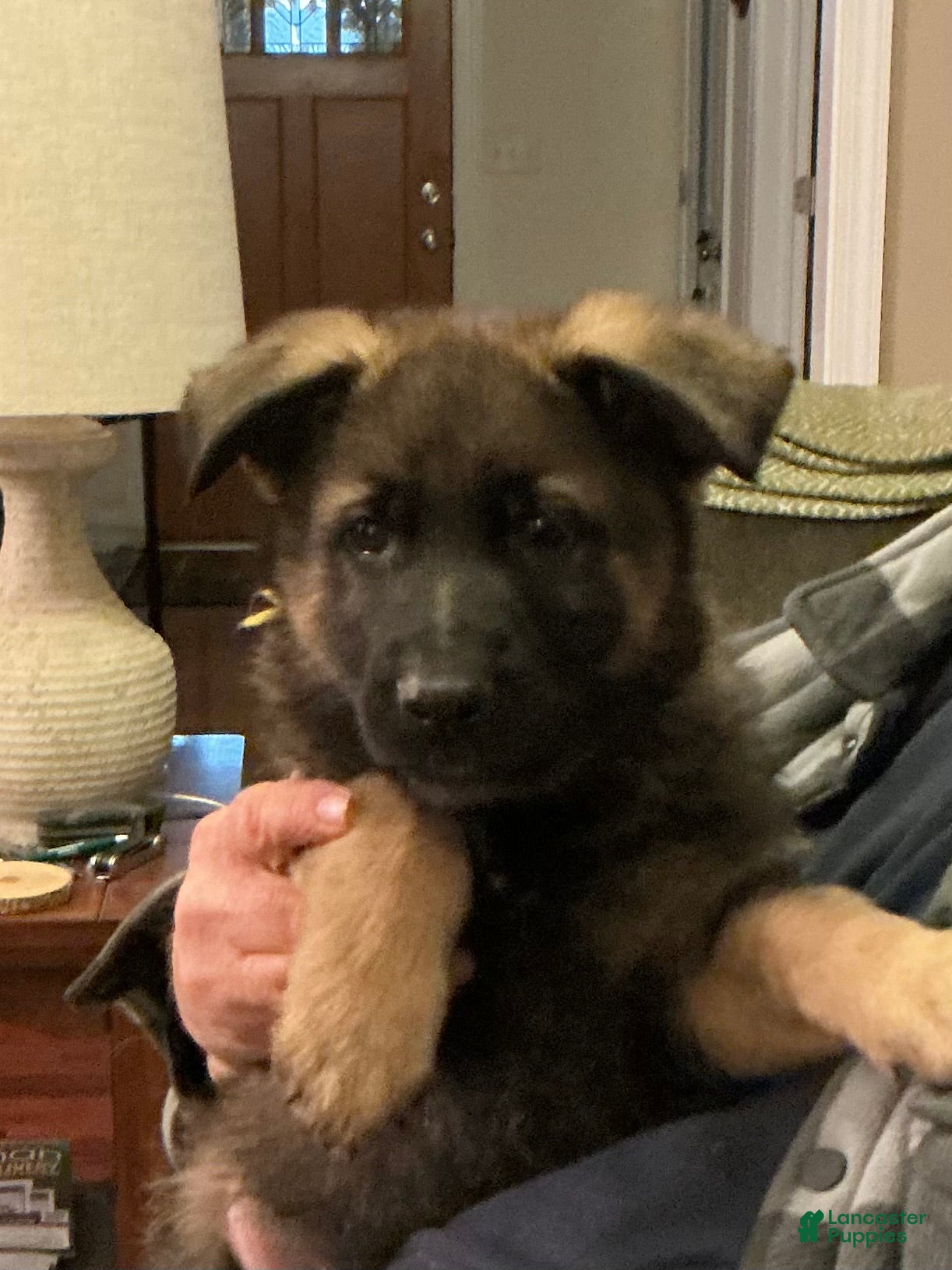 German Shepherd dogs German Shepherd Puppy 1 - Ad 1