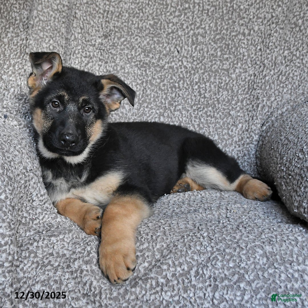 German Shepherd dogs for sale: Sofia - Ad 3