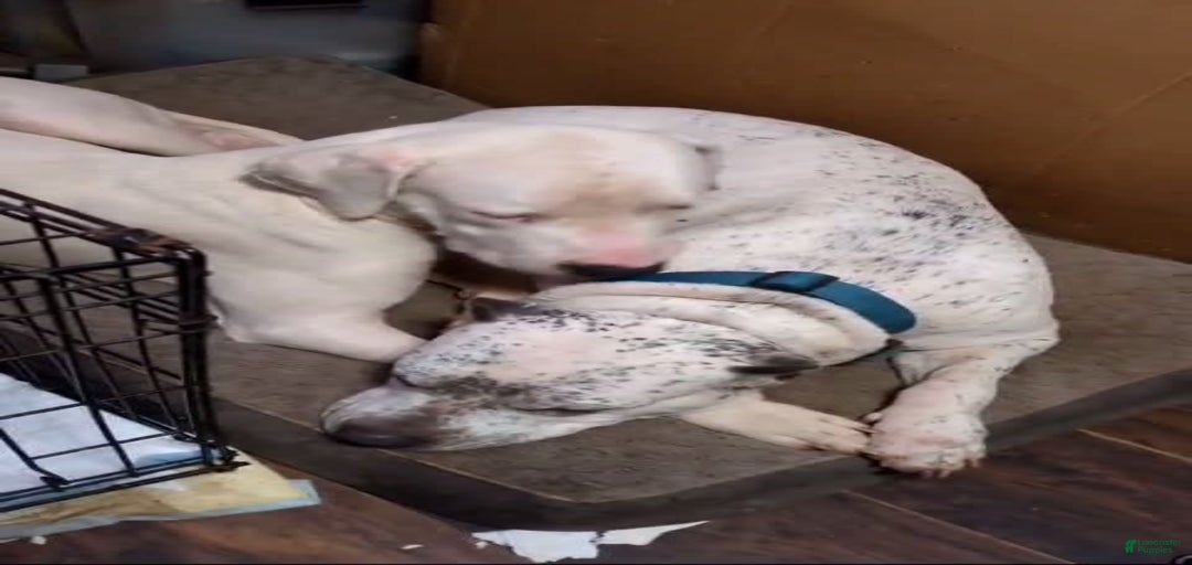 Gallery Image {{count}}