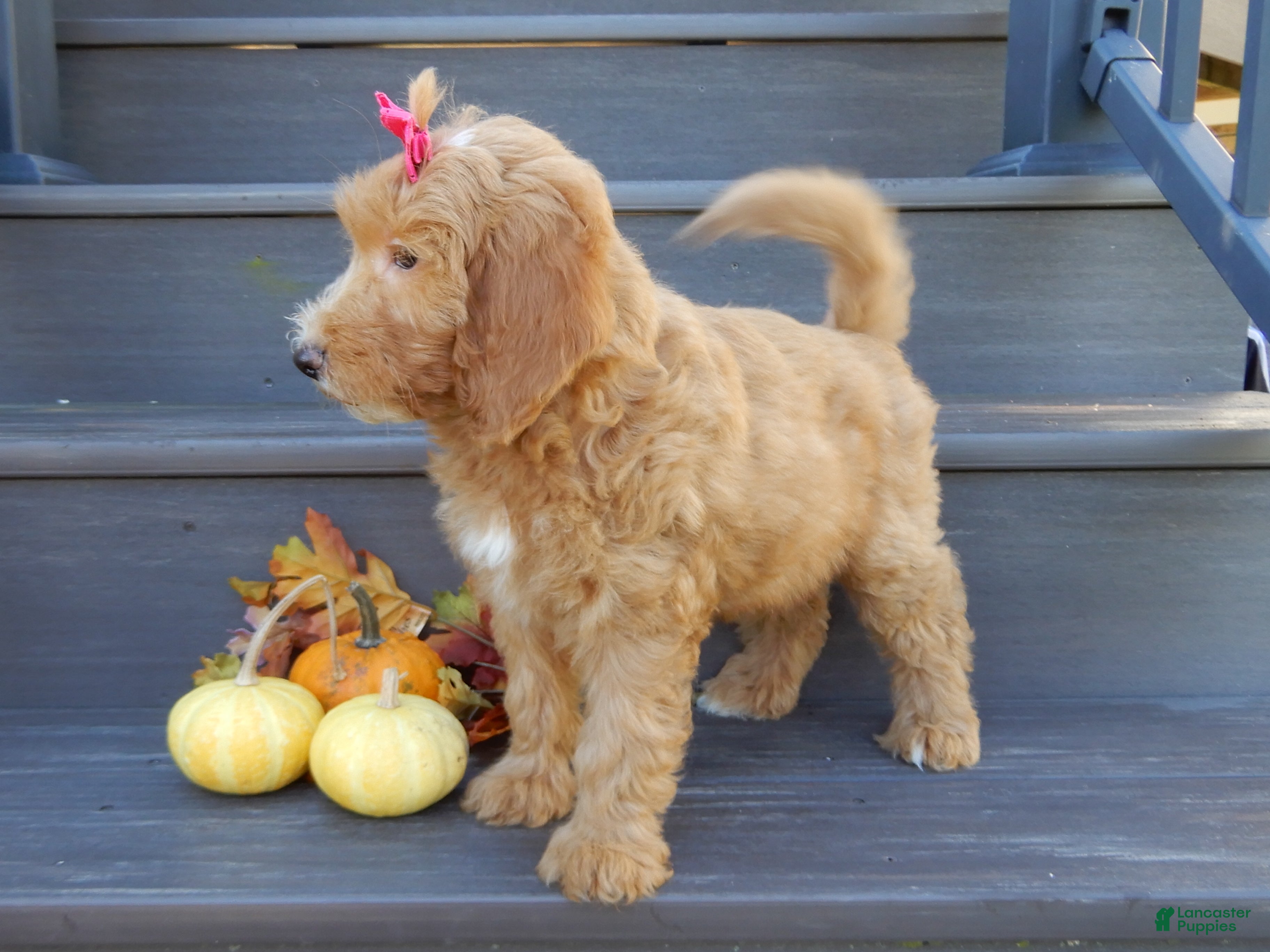 Mini Goldendoodle dogs Ginger - Ad 2