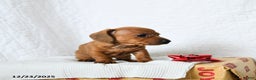 Miniature Dachshund dogs for sale: Peanut Butter - Ad 2