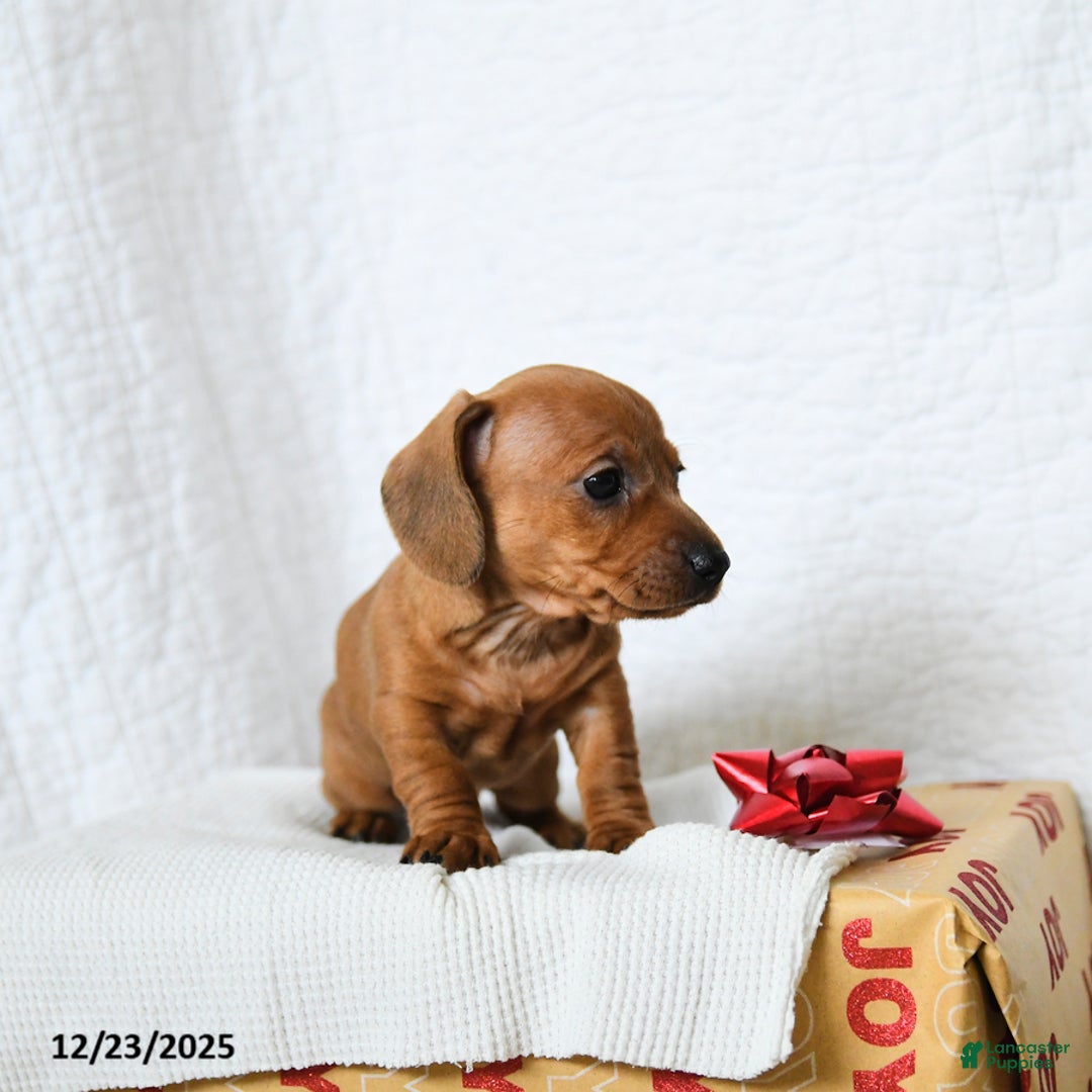 Miniature Dachshund dogs for sale: Peanut Butter - Ad 2