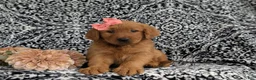 Golden Retriever dogs for sale: Yolanda AKC Reg - Ad 6