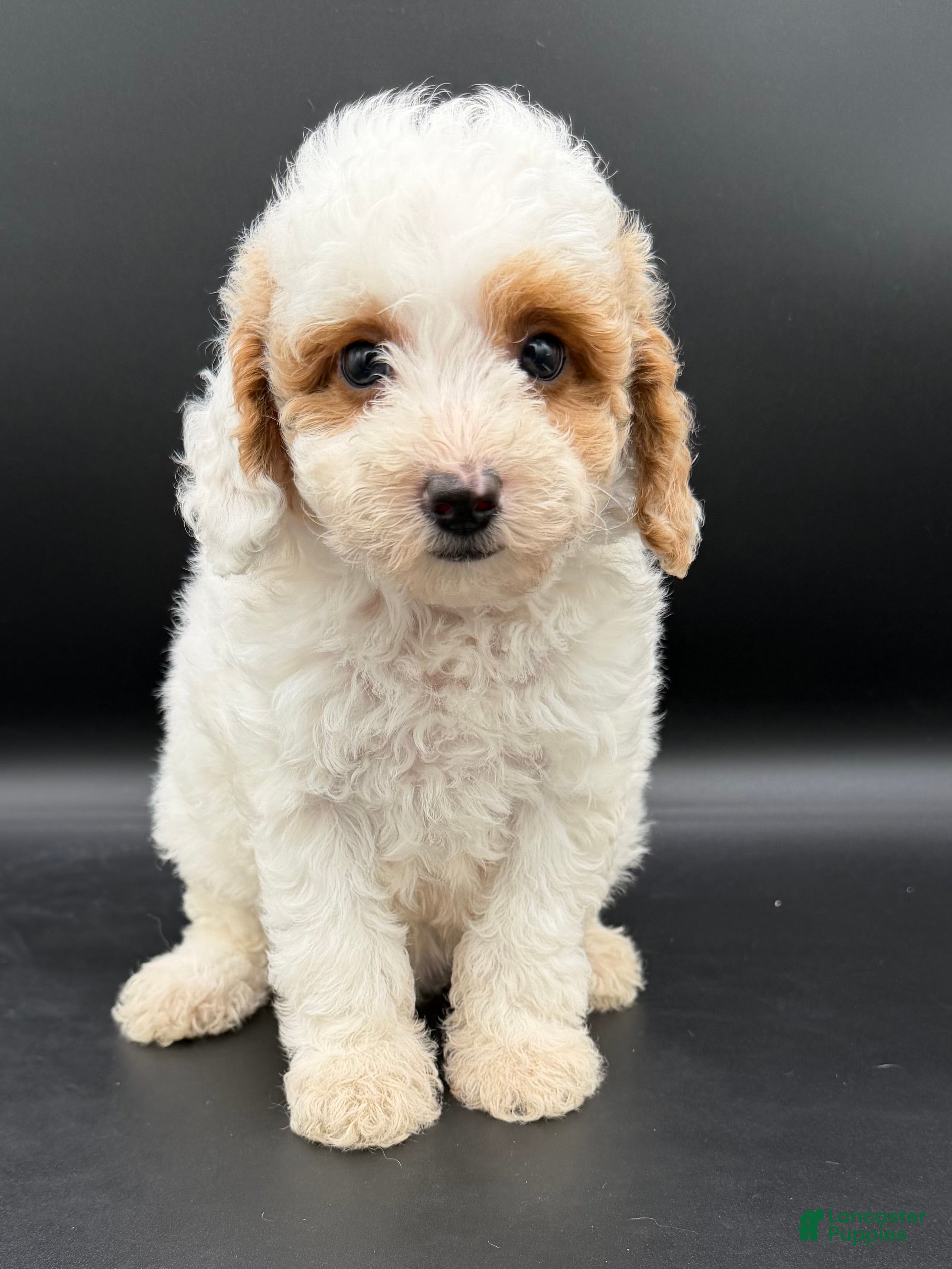 Mini Goldendoodle dogs for sale: river - Ad 1