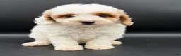 Mini Goldendoodle dogs for sale: river - Ad 1
