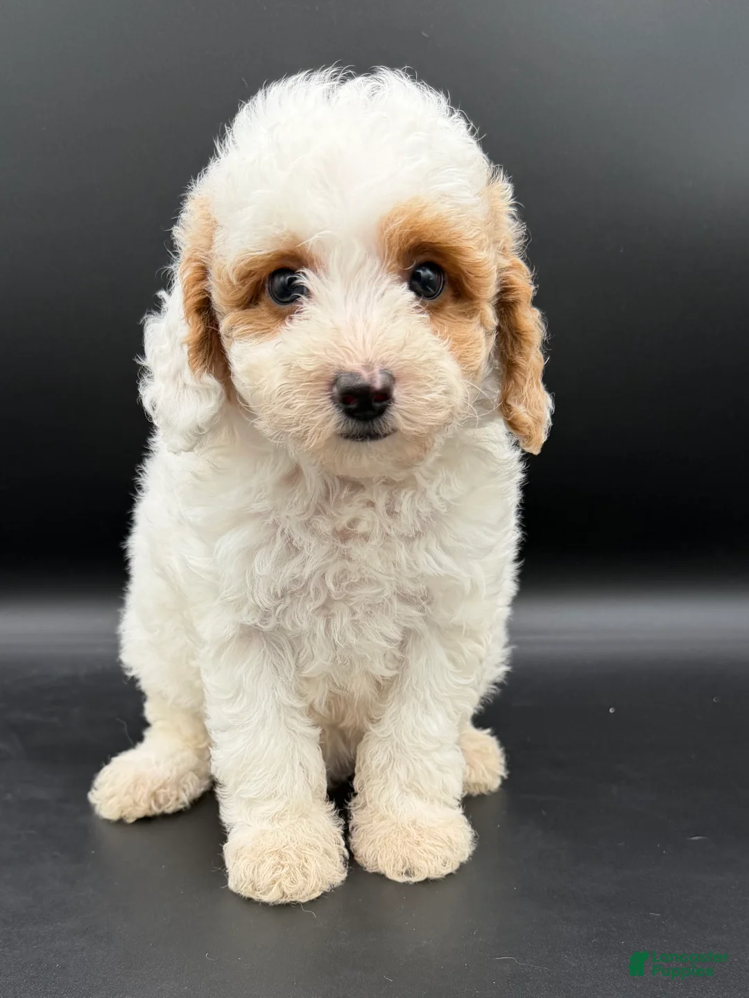 Mini Goldendoodle dogs for sale: river - Ad 1