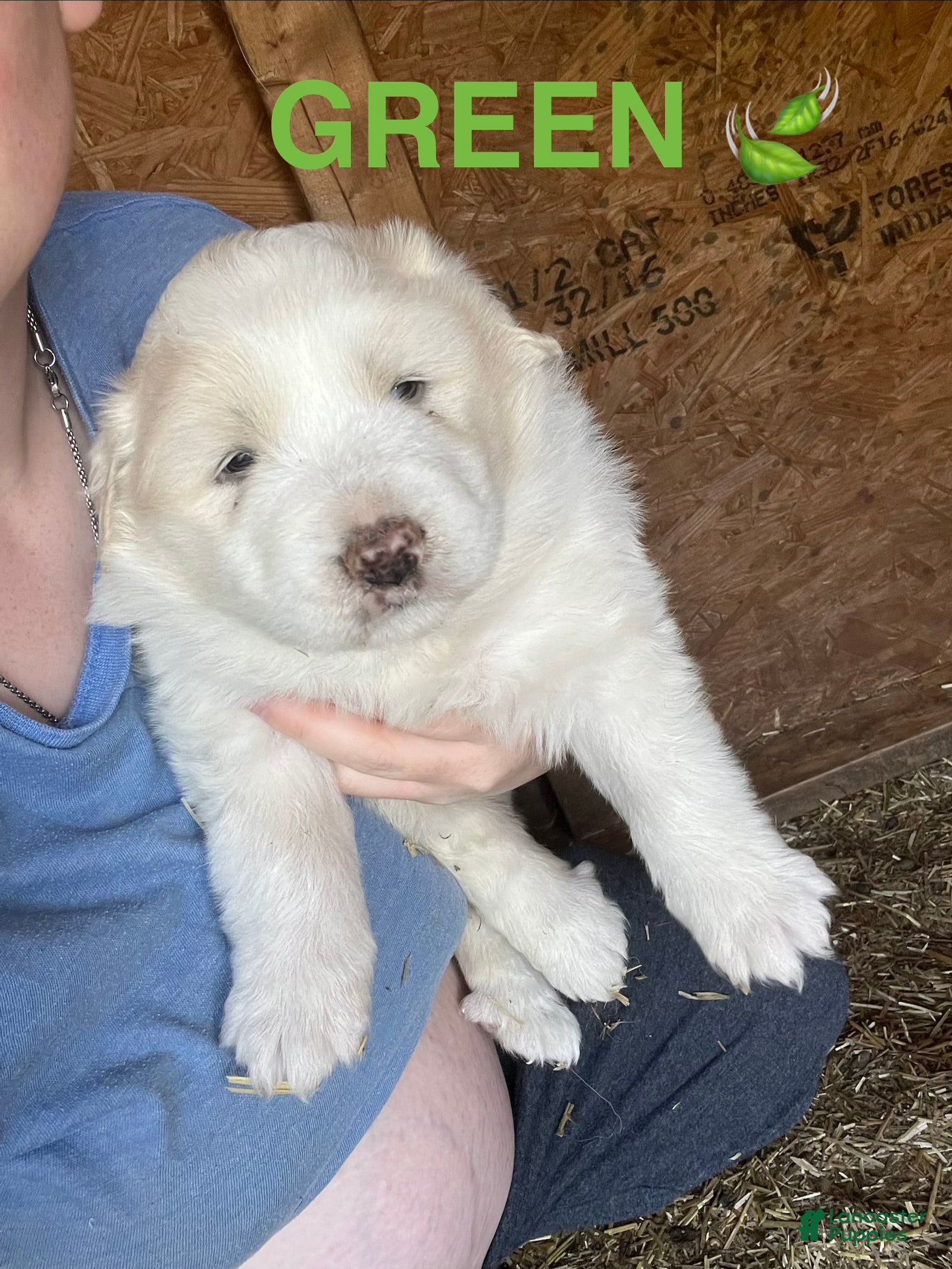 Great Pyrenees dogs Female Green  - Ad 1