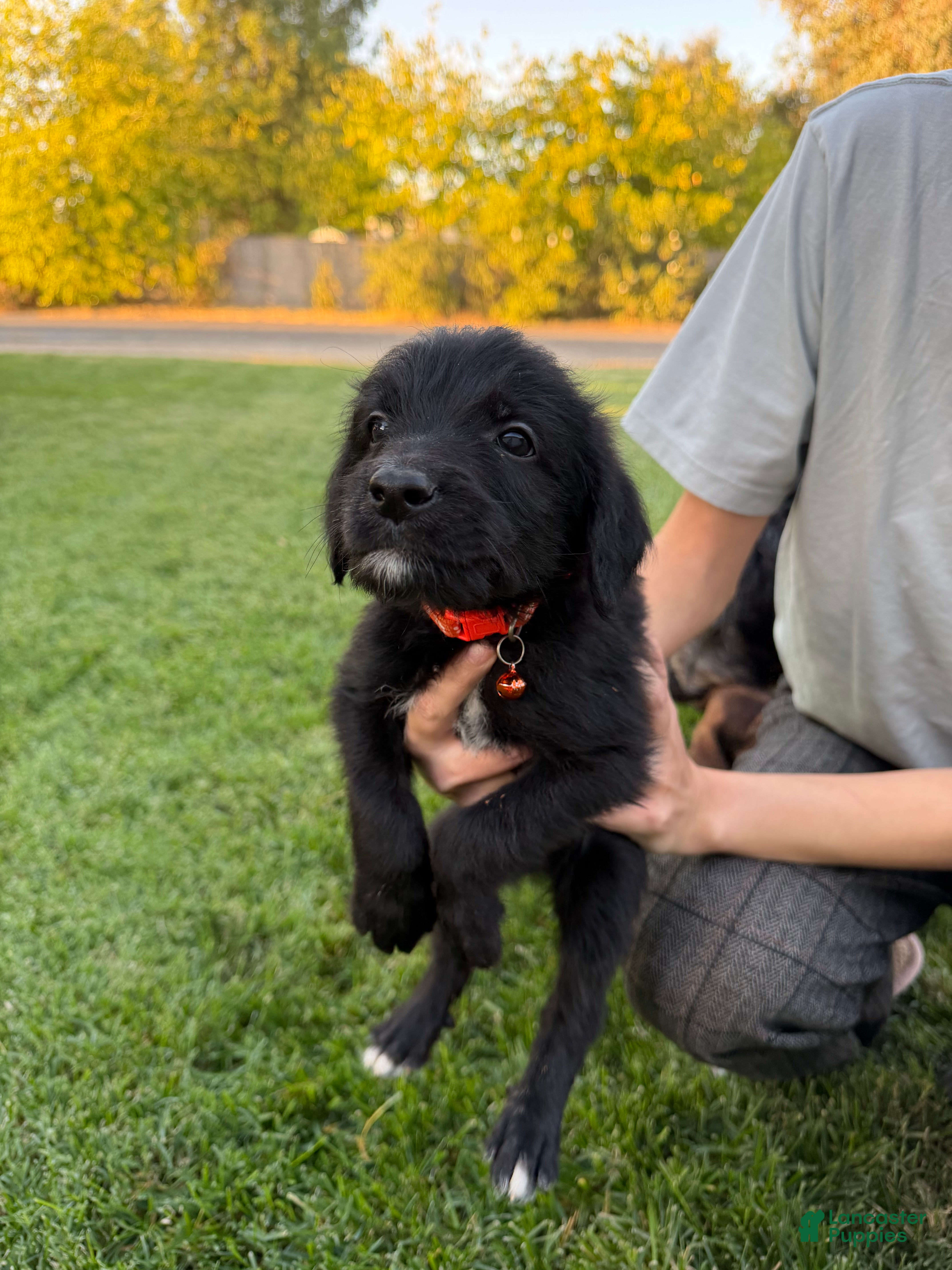 Mixed Breed dogs Doberdoodle 5 - Ad 33
