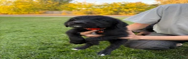 Doberdoodle 5