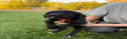 Mixed Breed dogs for sale: Doberdoodle 5 - Ad 1