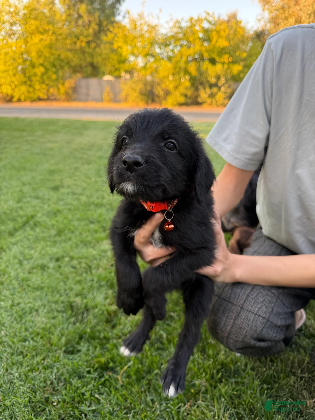 Mixed Breed dogs for sale: Doberdoodle 5 - Ad 1