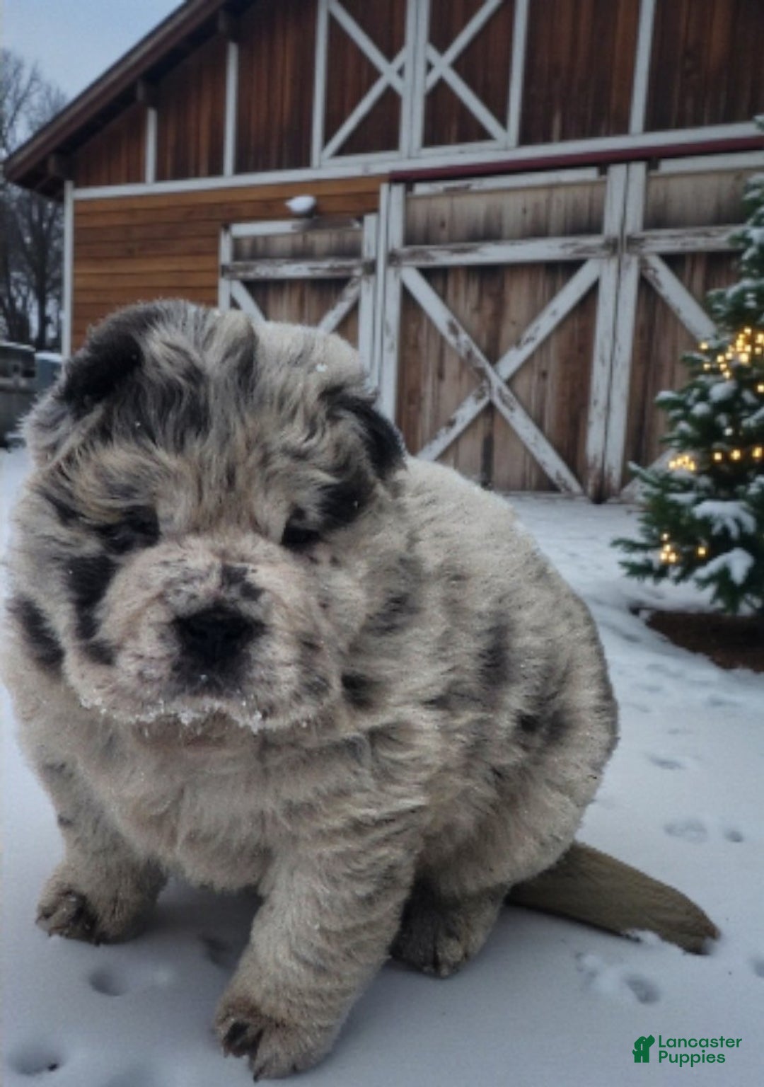 Shar Pei dogs for sale: Mabel merle mini Bear  - Ad 2
