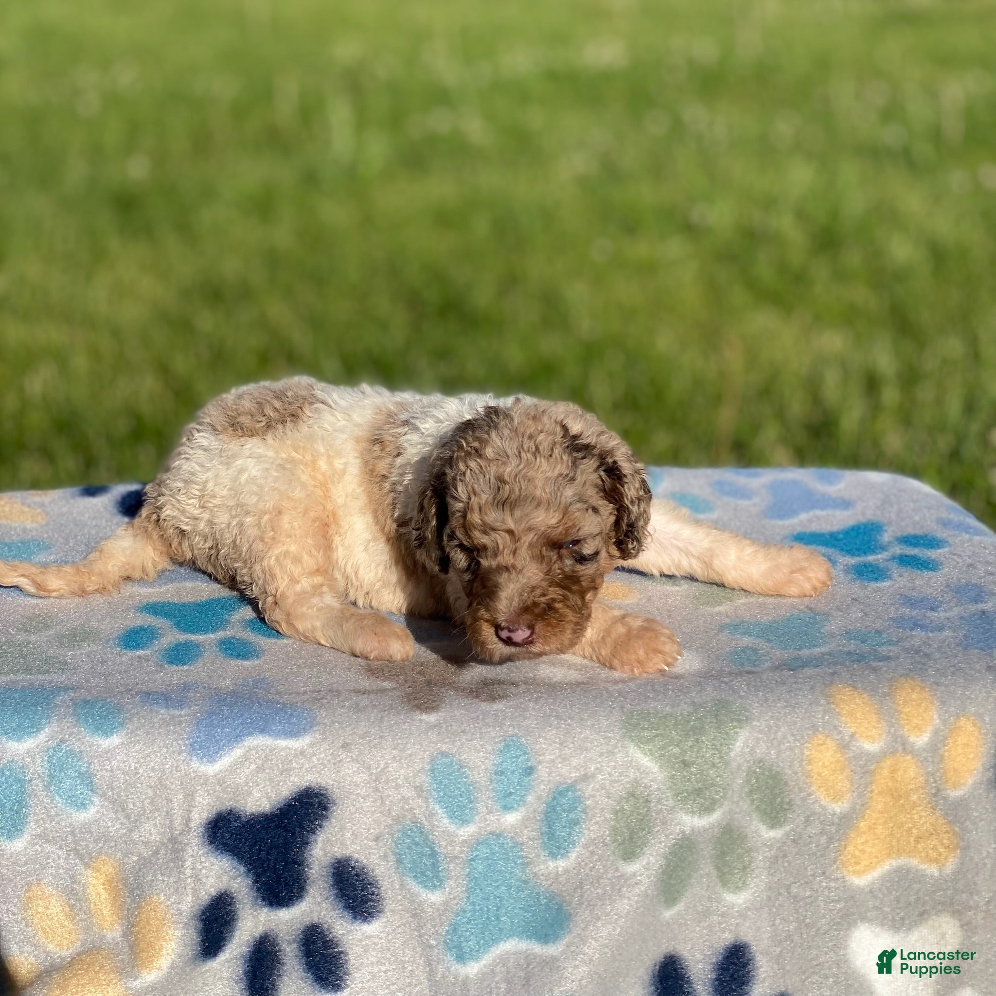 Standard Poodle dogs Maple - Ad 35