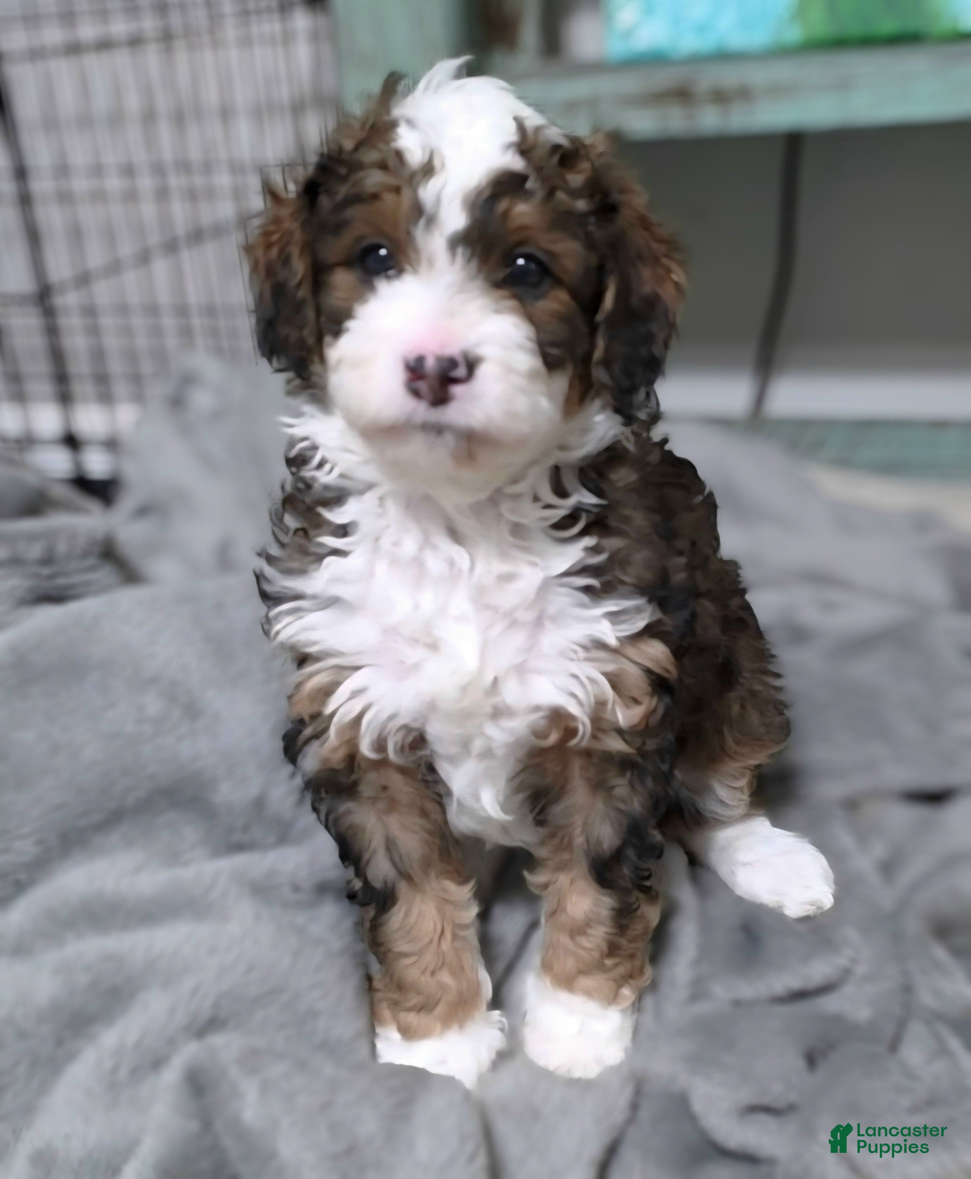 Mini Bernedoodle dogs Maple - Ad 16