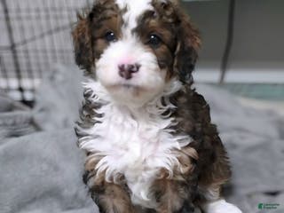 Mini Bernedoodle dogs Maple - Ad 9