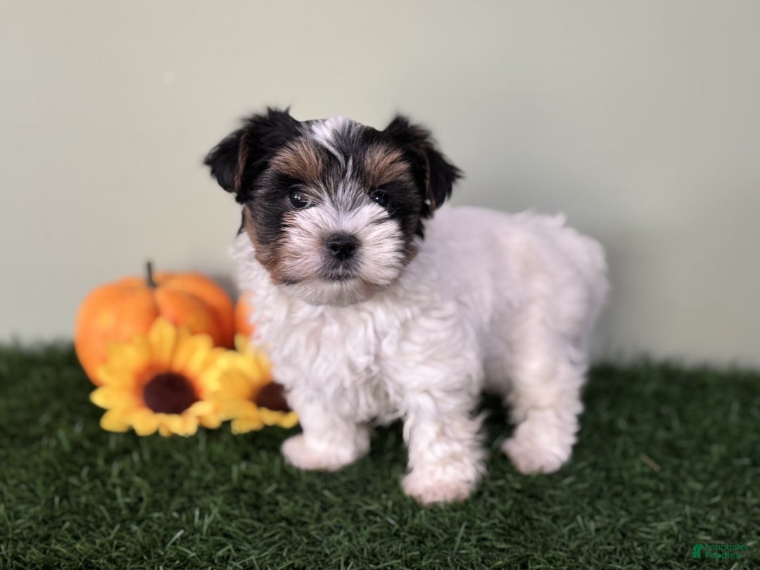 Mixed Breed dogs for sale: Dottie - Ad 11