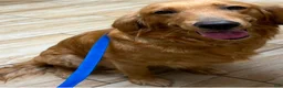 Golden Retriever dogs for sale: Golden Retriever Puppy 1 - Ad 2
