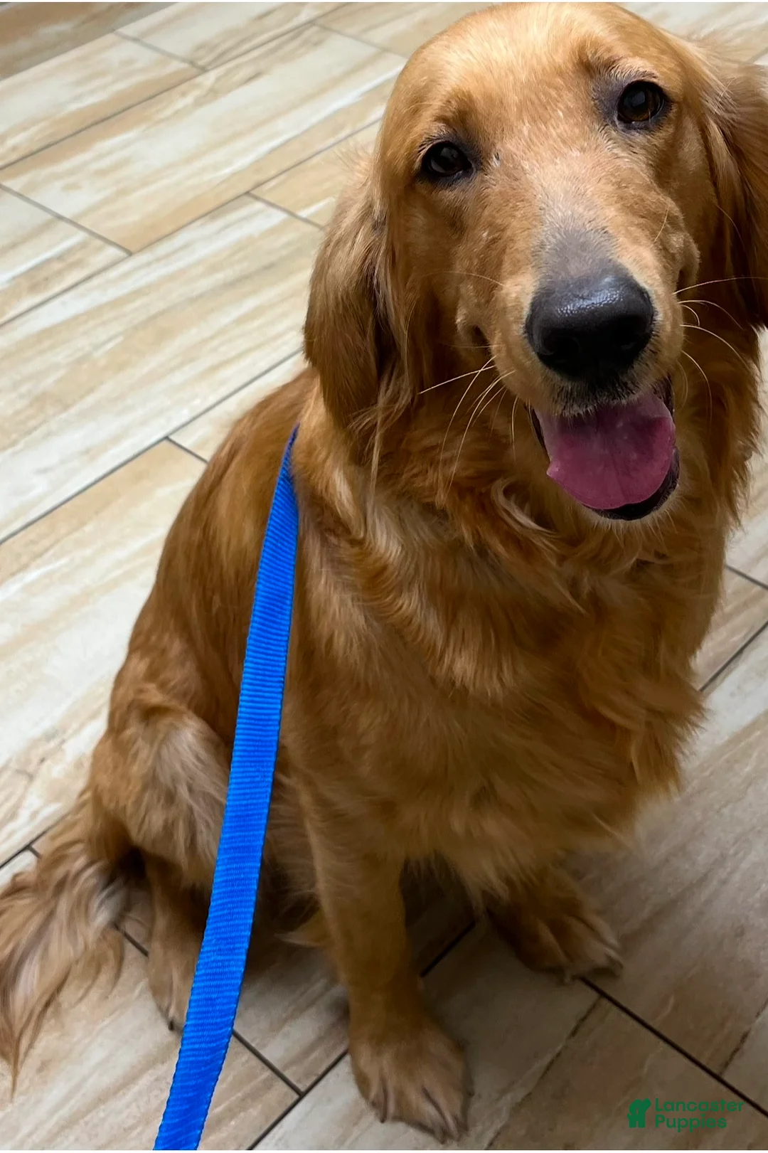 Golden Retriever dogs for sale: Golden Retriever Puppy 1 - Ad 2