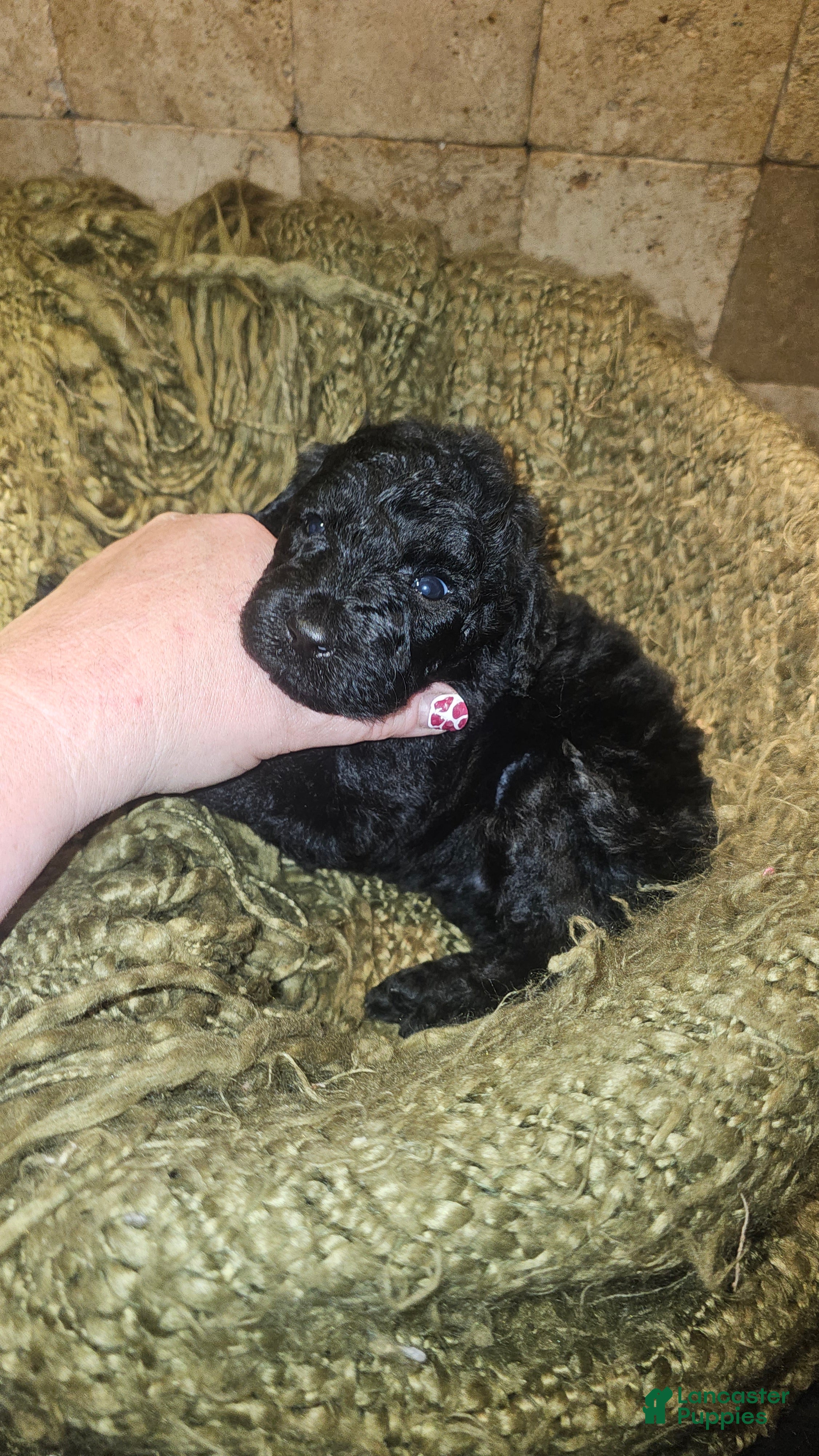 Goldendoodle dogs Mario Goldendoodle Puppy 6 - Ad 5