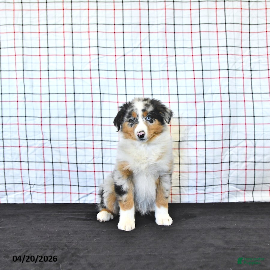 Australian Shepherd dogs Pixie - Ad 2
