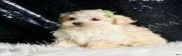 Maltipoo dogs for sale: Dalton - Ad 6