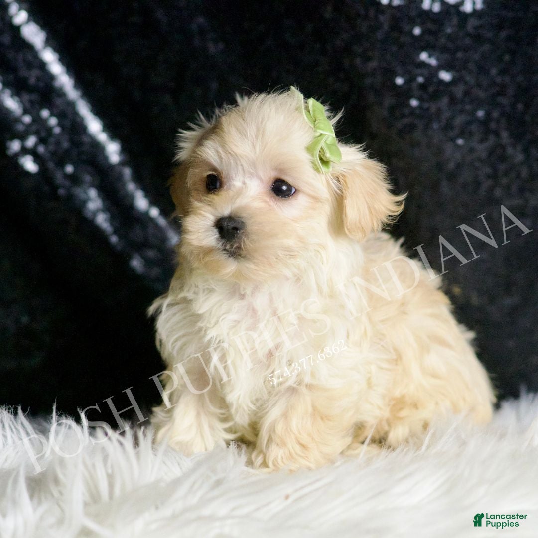 Maltipoo dogs for sale: Dalton - Ad 6