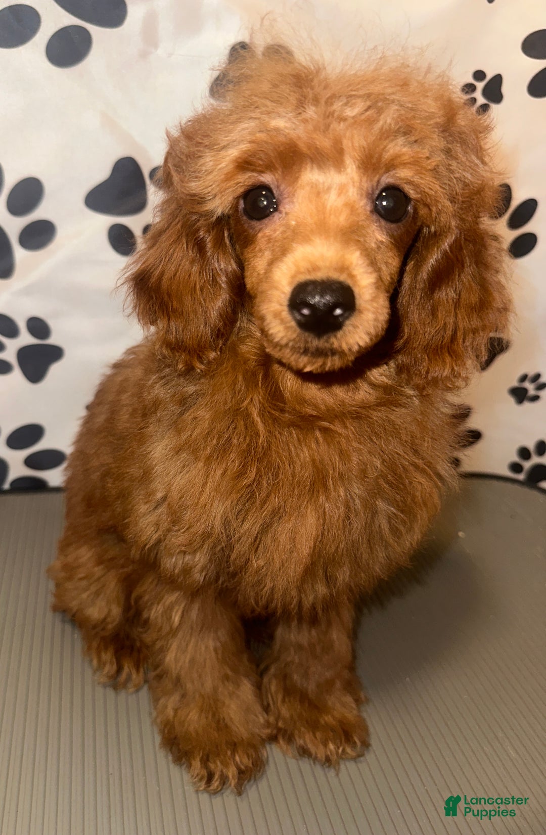 Toy Poodle dogs for sale: Charlie - Ad 2