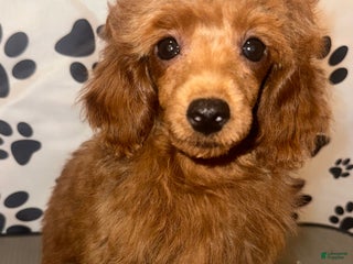 Toy Poodle dogs - Ad 14