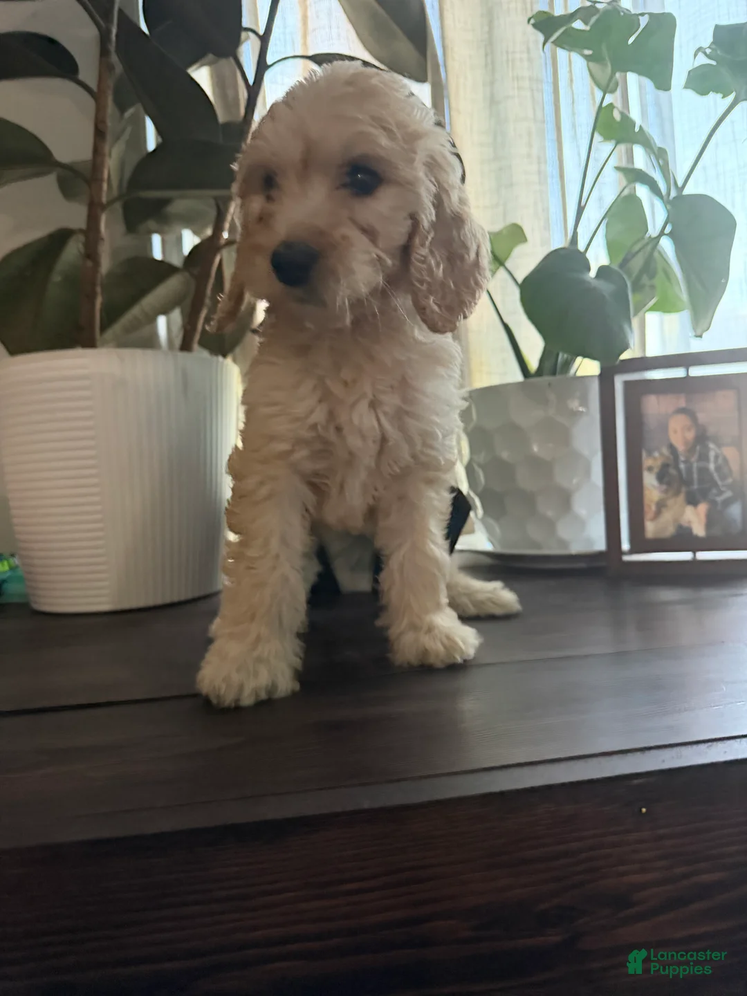 Labradoodle dogs for sale: Toni - Ad 1