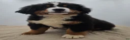 Bernese Mountain Dog dogs for sale: Bear - Ad 4