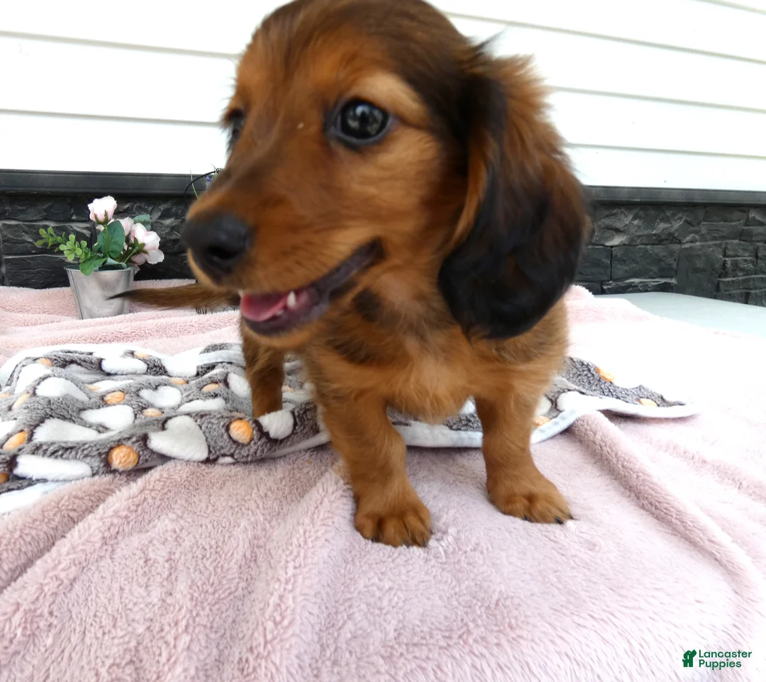 Miniature Dachshund dogs for sale: Miniature Dachshund 2 Ranger - Ad 2