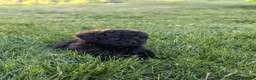 Miniature Poodle dogs for sale: Miniature Poodle Puppy 4 - Ad 3